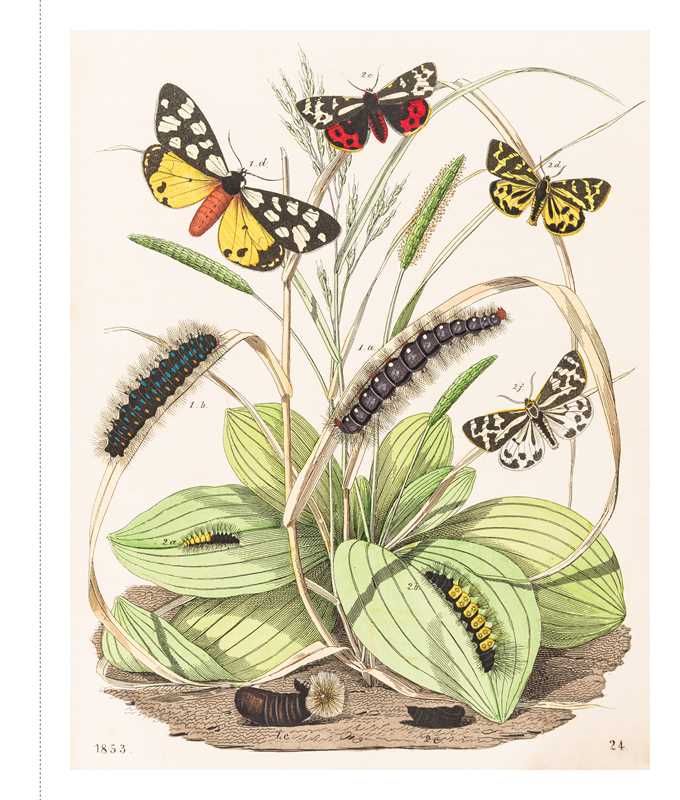 Instant Wall Art - Butterfly Botanical Prints by Adams Media