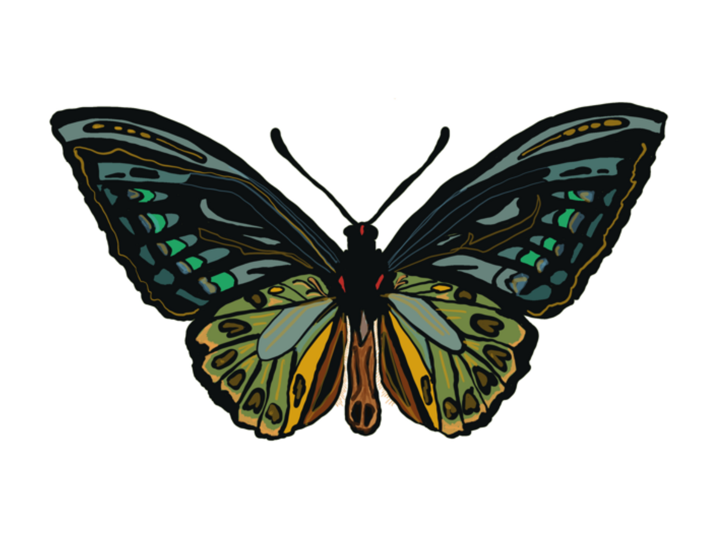 Moth Note Card (Green)