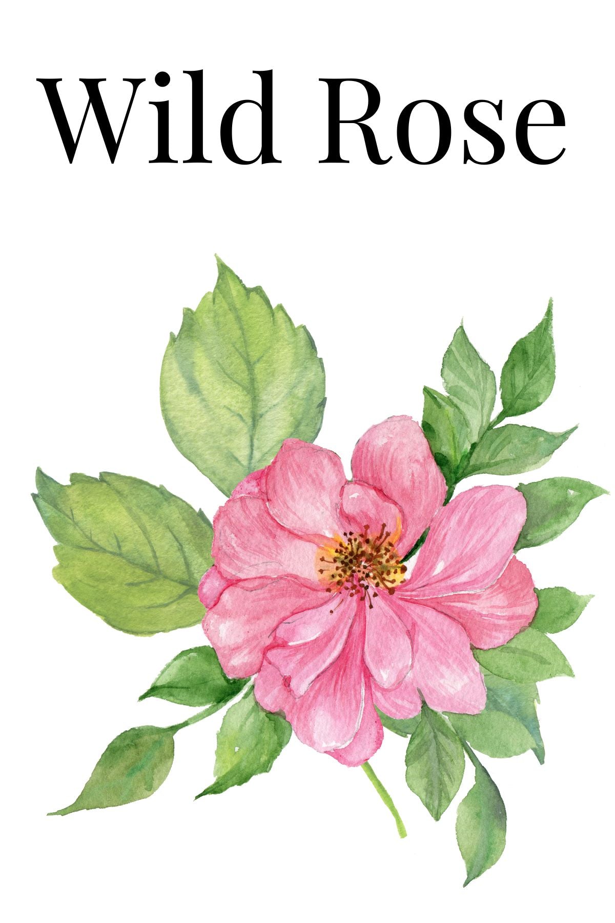 Wild Rose Hand-Poured Wax Melts, 1.75 oz